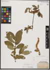 Foto von Salix hastata L.
